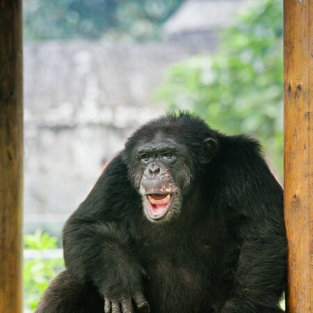 black gorilla smileの写真素材