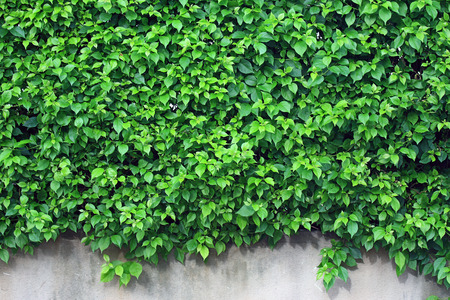 leaves isolated on a white backgroundの写真素材