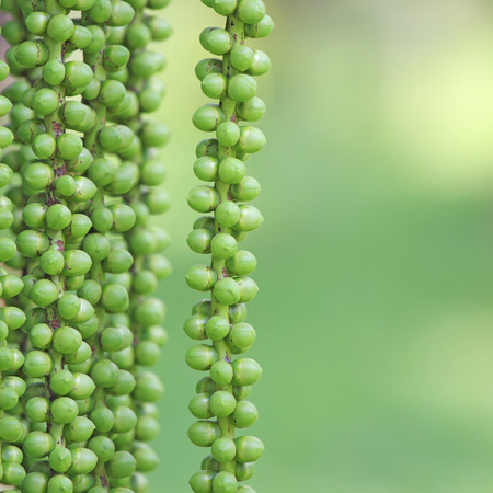 close up of green plantの写真素材