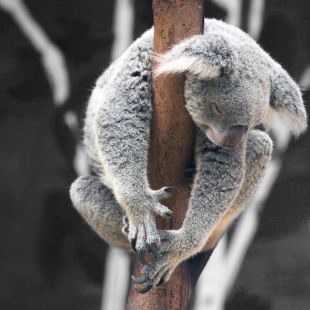 koalaの写真素材
