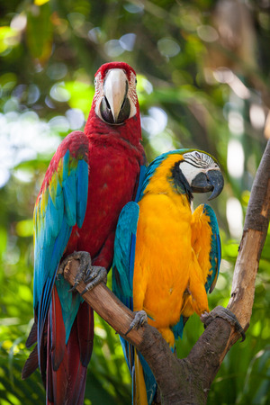 Macaw or Ara cockatoos parrot in zooの写真素材