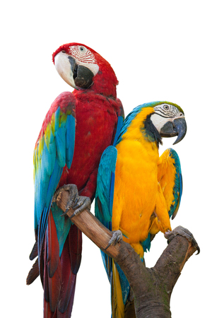 Macaw or Ara cockatoos parrot in zooの写真素材