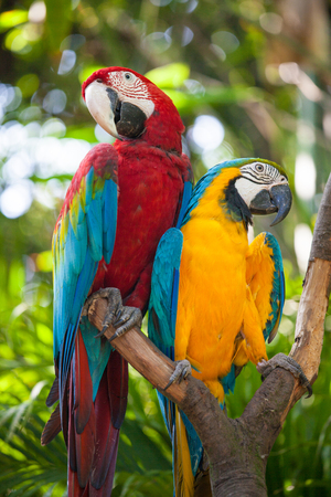 Macaw or Ara cockatoos parrot in zooの写真素材