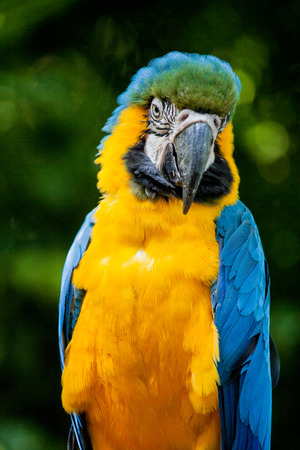 Closeup of head portrait of blue and yellow Macaw or Ara cockatoos parrot in zooの写真素材