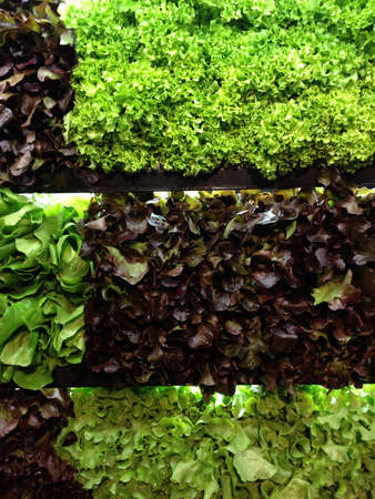 Vegetable on shelfの素材