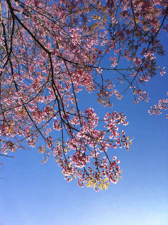 Blue sky with pink flowers on the tree の素材