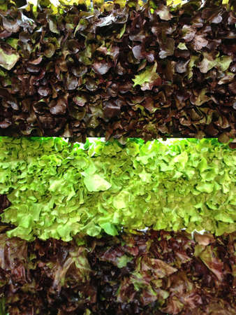 Vegetable salad の素材