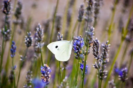 A cabbage butterfly on lavender