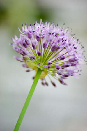Allium flower background.