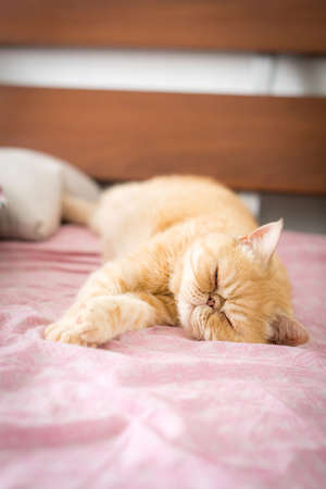 Exotic ginger cat playfully laying on bedの写真素材