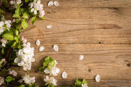 Spring flowers (apple blossoms) on rustic wooden background with copy spaceの写真素材