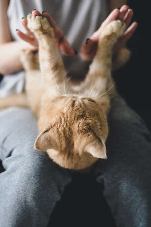 Girl playing with a cat. Soft focus, toned imageの写真素材