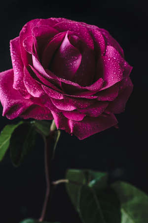 Purple rose covered with morning dew over dark backgroundの写真素材