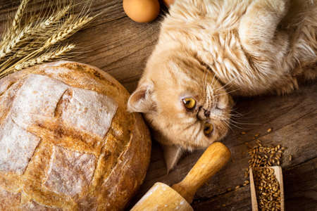 Ginger cat laying on table with bread, grains, eggs and wheat earsの写真素材