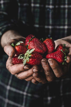Male farmer holding freshly picked organic strawberries in hands. Close up, vertical photo. Summer, harvest, organic, vegan, nature concept.の写真素材