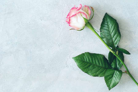 Beautiful rose on concrete background with copy spaceの写真素材