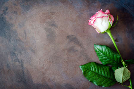 Beautiful pink rose on rusty painted background, copy space, top view.の写真素材
