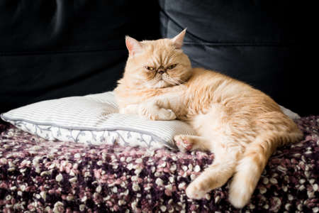 Cute exotic shorthair ginger cat sitting on the pillow with a funny faceの写真素材