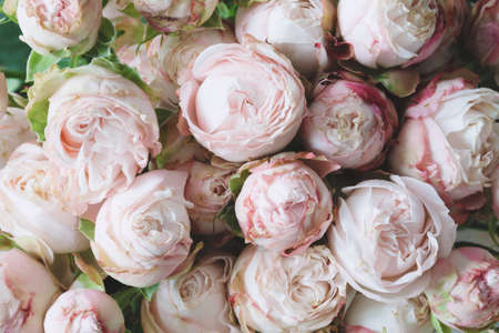 Pink shrub roses background. Horizontal. desaturated effectの写真素材