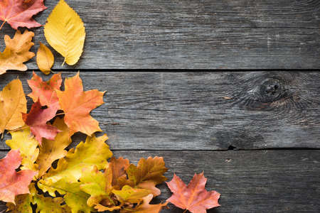 Autumn fallen leaves on wooden background with copy space for text. Foliage, fall background.の写真素材