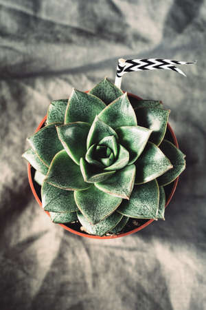 Stone rose succulent plant in a plant pot on textured textile background. Top view, selective focusの写真素材