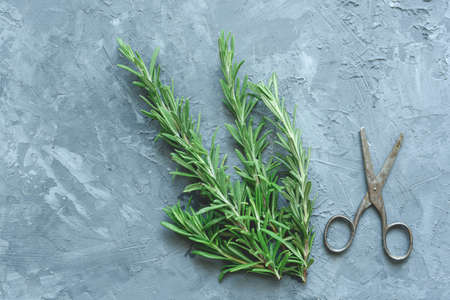 Fresh rosemary and old skissors on blue concrete background. Top view, copy space for textの写真素材