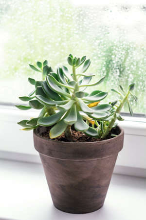 Succulent cactus at the window. Selective focusの写真素材