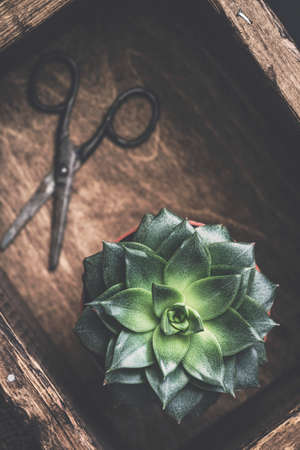 Succulent plant Stone Rose and old gardening scissors on wooden background. Top view selective focusの写真素材