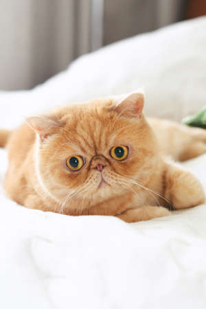 Ginger exotic persian cat laying on bed with playful lookの写真素材