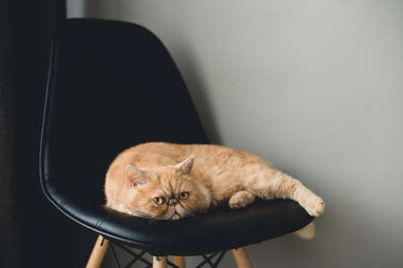 Exotic shorthair cat laying on black leather chair. Selective focus, toned imageの写真素材