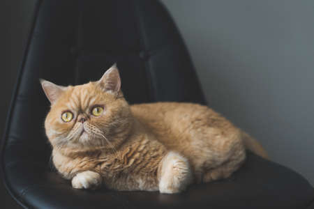 Beautiful exotic shorthair cat laying on leather chair. Selective focus, toned imageの写真素材