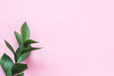 Eucalyptus branch on pink background with copy space for text. Trendy feminine design background, workspaceの写真素材