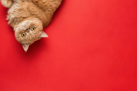 Ginger Exotic Short hair Cat Isolatedの写真素材