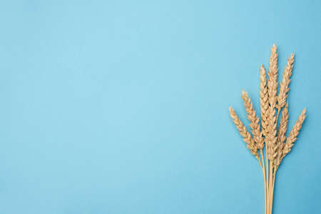 Ears of wheat on blue background with copy space for text. Design template