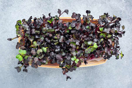 Purple micro green sprouts in wooden box, top view. Healthy superfood
