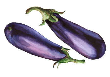 Eggplant. watercolor painting on white background.の写真素材