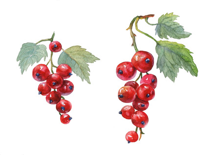 Red currant.  watercolor painting on white background.の写真素材