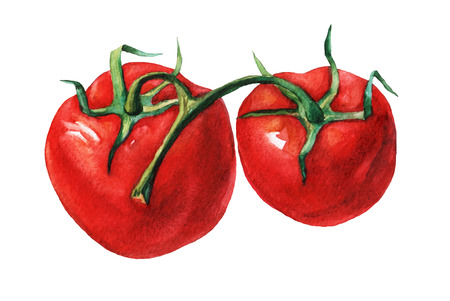 Tomato.  watercolor painting on white background.の写真素材