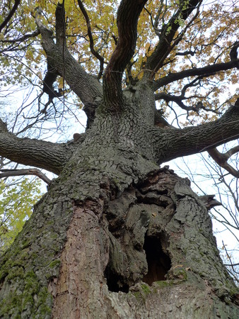 Old oak with a hollow autumnの写真素材