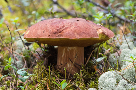 White mushroom Nature of the Karelian isthmus.