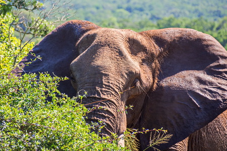 Elephant portrait close-up. Safari in national parks of South Africa.のeditorial素材