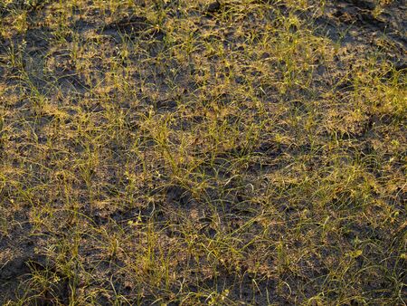 Rare grass in the slanting rays of the low morning Sun in Kazakhstan.の写真素材