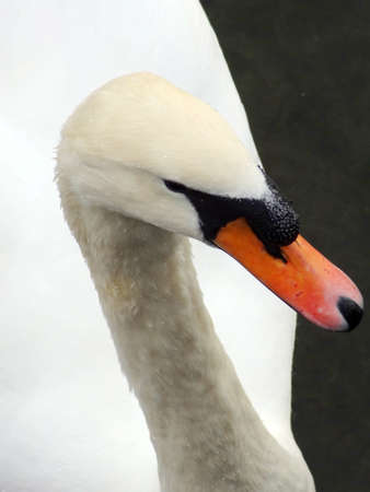 Swan Up Close and Personalの写真素材