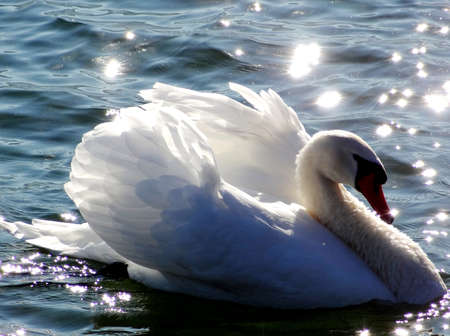 Swan in Sun Lake の写真素材