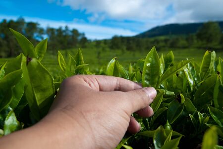 picking tea leafの写真素材