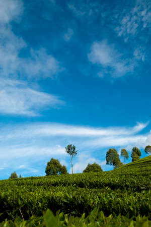 tea garden