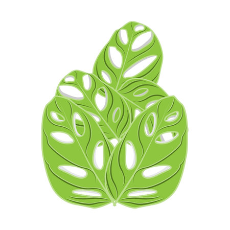 Monstera adansonii Leaf Logo, Green Plant Vector, Tree Vector, Rare Leaf Illustrationのイラスト素材