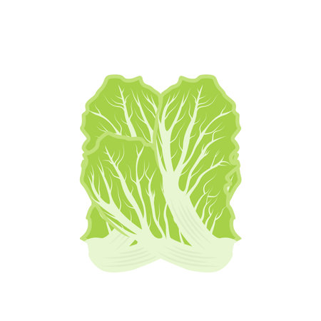 Kimchi Logo Design, Korean Traditional Food Vector, Cabbage Green Vegetable Logo Illustration, Company Brand Iconのイラスト素材