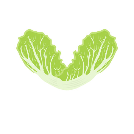 Kimchi Logo Design, Korean Traditional Food Vector, Cabbage Green Vegetable Logo Illustration, Company Brand Iconのイラスト素材