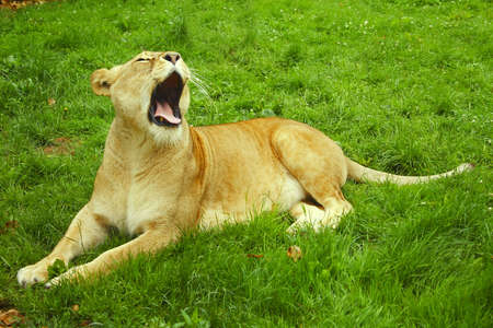 Lionessの写真素材